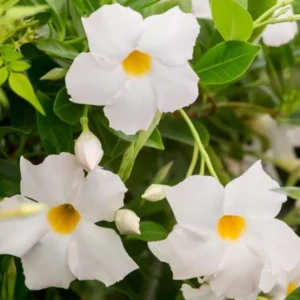 White Mandevilla Plants Set - 2 Live Tropical Vines - 4 to 6 Inch - Outdoor Garden