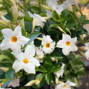 White Mandevilla Plants Set - 2 Live Tropical Vines - 4 to 6 Inch - Outdoor Garden