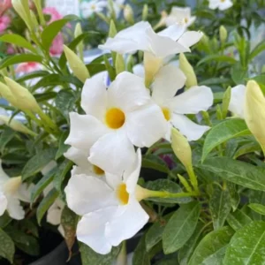 White Mandevilla Plants Set - 2 Live Tropical Vines - 4 to 6 Inch - Outdoor Garden