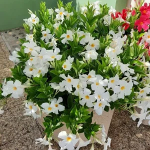 White Mandevilla Plants Set - 2 Live Tropical Vines - 4 to 6 Inch - Outdoor Garden