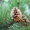 White Pine Tree - Evergreen Tree - 10 to 18 inch - Blue-Green Needles - Screening Tree
