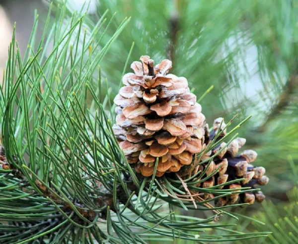 White Pine Tree - Evergreen Tree - 10 to 18 inch - Blue-Green Needles - Screening Tree