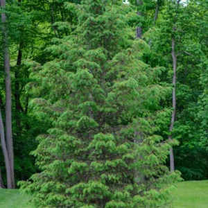 White Pine Tree - Evergreen Tree - 10 to 18 inch - Blue-Green Needles - Screening Tree