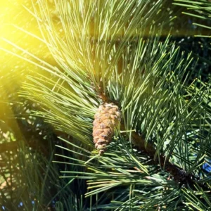 White Pine Tree - Evergreen Tree - 10 to 18 inch - Blue-Green Needles - Screening Tree