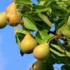 Wild Pear Tree - Pyrus Communis - Ornamental Fruit Tree - Full Sun