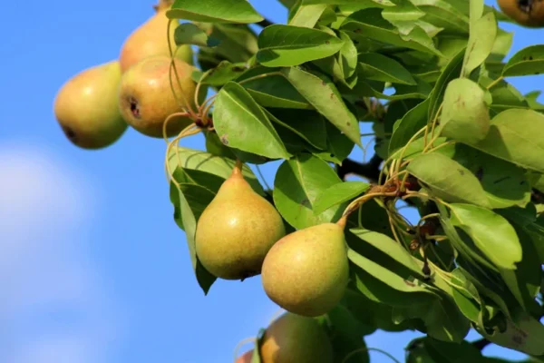 Wild Pear Tree - Pyrus Communis - Ornamental Fruit Tree - Full Sun