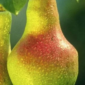 Wild Pear Tree - Pyrus Communis - Ornamental Fruit Tree - Full Sun