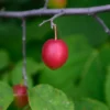 Wild Plum Tree - Prunus americana - 2 to 3 ft - Bare Root - Ornamental and Culinary