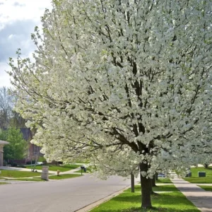 Wild Plum Tree - Prunus americana - 2 to 3 ft - Bare Root - Ornamental and Culinary