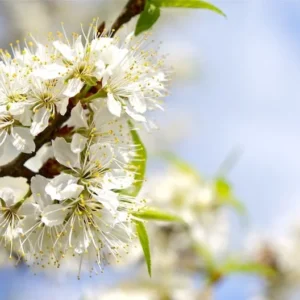 Wild Plum Tree - Prunus americana - 2 to 3 ft - Bare Root - Ornamental and Culinary