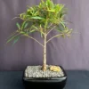 Willow Leaf Weeping Fig - Ficus - 2.5 inch Pot - Bonsai - Indoor Plant