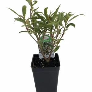 Willow Leaf Weeping Fig - Ficus - 2.5 inch Pot - Bonsai - Indoor Plant