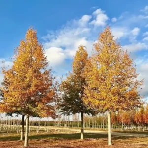 Willow Oak Tree Quercus Phellos - 12-18