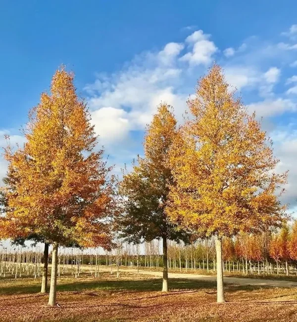 Willow Oak Tree Quercus Phellos - 12-18" Tall - 1 Gallon Potted Plant