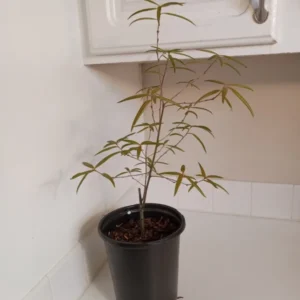 Willow Oak Tree Quercus Phellos - 12-18" Tall - 1 Gallon Potted Plant