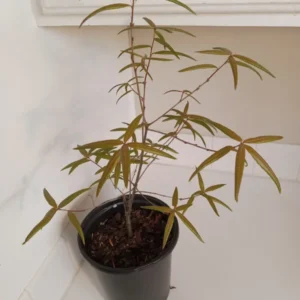 Willow Oak Tree Quercus Phellos - 12-18