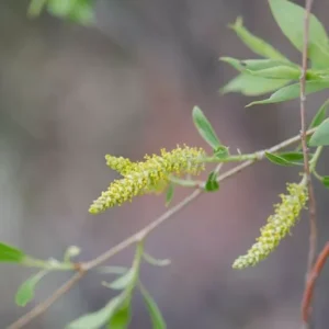 Willow Oak Tree Quercus Phellos - 12-18