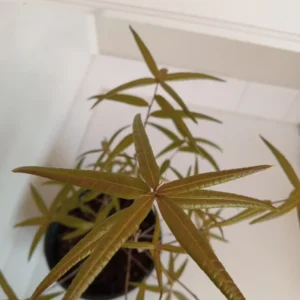 Willow Oak Tree Quercus Phellos - 12-18