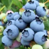 Windsor Blueberry Plant Live - Sweet Blueberry Bush for Patio and Garden - 4 to 6 Inch Tall