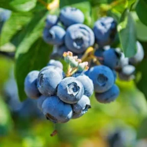 Windsor Blueberry Plant Live - Sweet Blueberry Bush for Patio and Garden - 4 to 6 Inch Tall