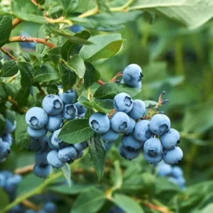 Windsor Blueberry Plant Live - Sweet Blueberry Bush for Patio and Garden - 4 to 6 Inch Tall