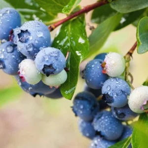 Windsor Blueberry Plant Live - Sweet Blueberry Bush for Patio and Garden - 4 to 6 Inch Tall