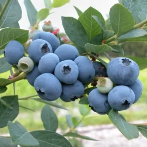 Windsor Blueberry Plant Live - Sweet Blueberry Bush for Patio and Garden - 4 to 6 Inch Tall