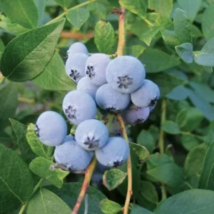 Windsor Blueberry Plant Live - Sweet Blueberry Bush for Patio and Garden - 4 to 6 Inch Tall