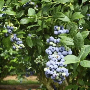 Windsor Blueberry Plant Live - Sweet Blueberry Bush for Patio and Garden - 4 to 6 Inch Tall