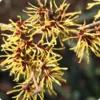Witch Hazel Shrub - Small Tree with Yellow Flowers and Fall Color - NOT SHIP AK, HI