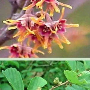 Witch Hazel Shrub - Small Tree with Yellow Flowers and Fall Color - NOT SHIP AK, HI