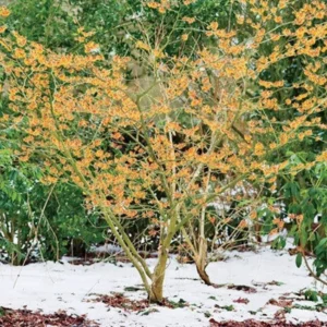 Witch Hazel Shrub - Small Tree with Yellow Flowers and Fall Color - NOT SHIP AK, HI
