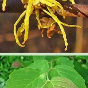 Witch Hazel Shrub - Small Tree with Yellow Flowers and Fall Color - NOT SHIP AK, HI