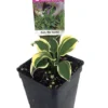 World's Smallest Hosta - Fairy Garden Perennial Bedding Plant - 2.5 inch Pot
