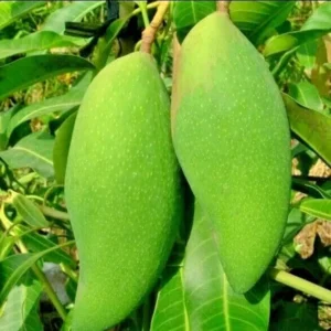 Xoai Tuong Mango Tree Grafted Fruit Tree - 1 ft Tall - 6