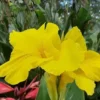 Yellow Canna Lily Bulbs - 3 Count - Ready to Plant Rhizomes - Bright Yellow Flowers