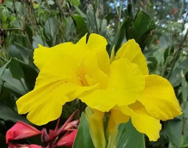 Yellow Canna Lily Bulbs - 3 Count - Ready to Plant Rhizomes - Bright Yellow Flowers
