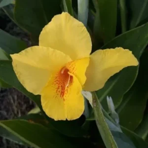 Yellow Canna Lily Bulbs - 3 Count - Ready to Plant Rhizomes - Bright Yellow Flowers