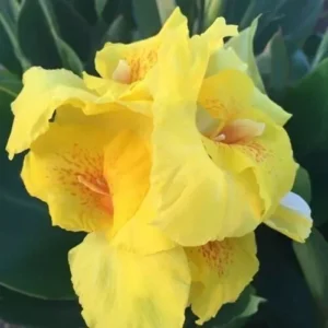 Yellow Canna Lily Bulbs - 3 Count - Ready to Plant Rhizomes - Bright Yellow Flowers