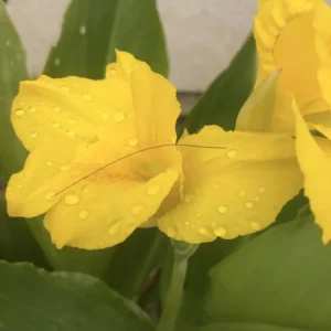 Yellow Canna Lily Bulbs - 3 Count - Ready to Plant Rhizomes - Bright Yellow Flowers