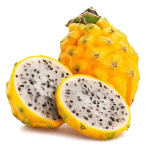 Yellow Dragon Fruit Plant Live - Selenicereus Megalanthus - 3 to 6 Inch Home Garden Plant