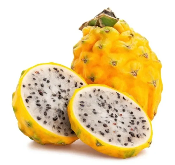 Yellow Dragon Fruit Plant Live - Selenicereus Megalanthus - 3 to 6 Inch Home Garden Plant