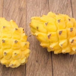 Yellow Dragon Fruit Plant Live - Selenicereus Megalanthus - 3 to 6 Inch Home Garden Plant
