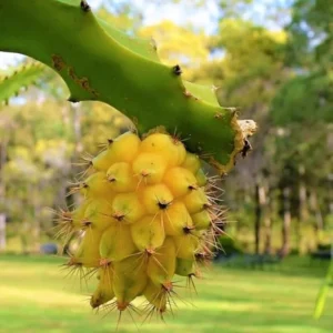 Yellow Dragon Fruit Plant Live - Selenicereus Megalanthus - 3 to 6 Inch Home Garden Plant