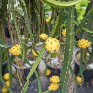 Yellow Dragon Fruit Plant Live - Selenicereus Megalanthus - 3 to 6 Inch Home Garden Plant