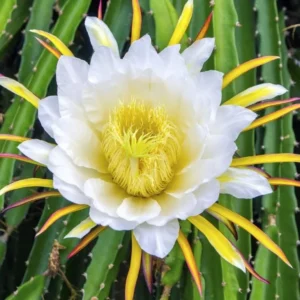 Yellow Dragon Fruit Plant Live - Selenicereus Megalanthus - 3 to 6 Inch Home Garden Plant