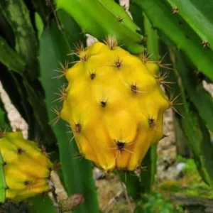 Yellow Dragon Fruit Plant Live - Selenicereus Megalanthus - 3 to 6 Inch Home Garden Plant