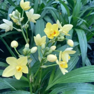 Yellow Ground Orchid Live Plant - Spathoglottis Plicata - 4