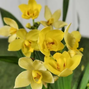 Yellow Ground Orchid Live Plant - Spathoglottis Plicata - 4" Potted Flowering Plant