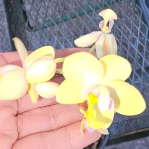 Yellow Ground Orchid Live Plant - Spathoglottis Plicata - 4